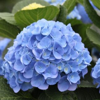 Blue Mophead Hydrangea Macrophylla Elbtal Blue - Large Flowered Mophead Hydrangea - XXXL Plants