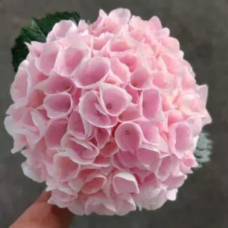 Baby Pink Mophead Hydrangea 'Touch of Pink' - Large Flowered Mophead Hydrangea - XXXL Plants