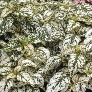 Hypoestes Splash White - Polka Dot Plant