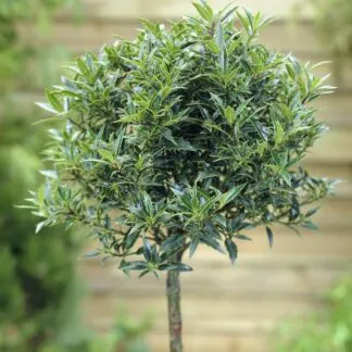 Holly Tree Patio Standard - Ilex Aquifolium Myrtifolia