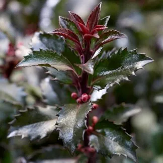 Ilex x Meserveae 'Gentle'