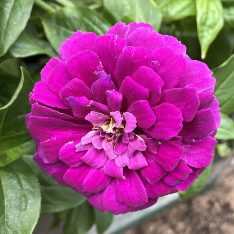 Big Zinnia Purple Paradise - in Bud & Bloom