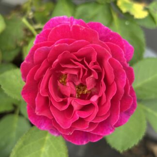 Rose 'Weeka'