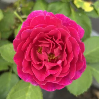 Rose 'Weeka'