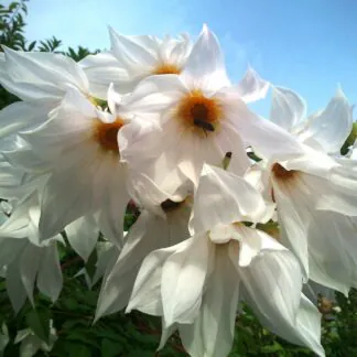 White Imperial Tree Dahlia - Dahlia Imperialis Alba - White Lightning - Majestic 2m Skyscraper Dahlias