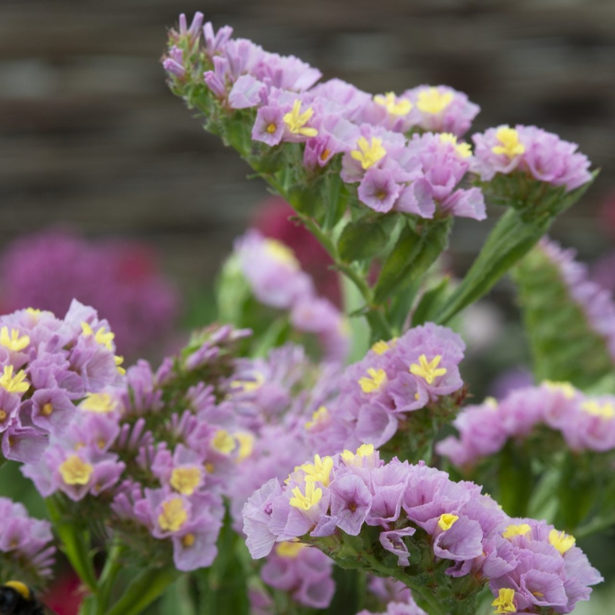 Statice (Limonium) Forever Happy
