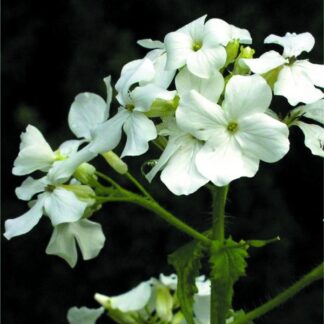 Honesty Plant - Lunaria Annua (Biennis) - Alba