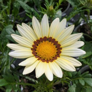 Gazania New Day White