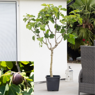 Giant Fig Tree - Ficus Carica 'Napolitana' - XXXL Large Specimen - 150-180cm
