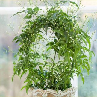 Perfumed Chinese Jasmin Trained On a Hoop in White Pot