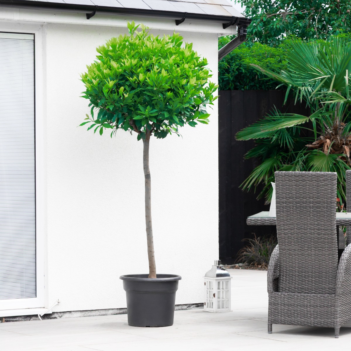 Giant Lollipop Bay Tree - Laurus Nobilis - Large XXXL Specimen - Circa 170-190cm