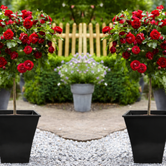 Pair of Patio Standard Red Flowering Garden Rose Trees Circa 100cm Tall -  With Flared Black Planters
