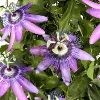 Passion Flower Betty Miles Young - Passiflora