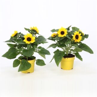 Patio Sunflowers in Bud & Bloom - Helianthus Annuus Sunblast