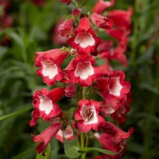 Penstemon 'Arabesque Red'