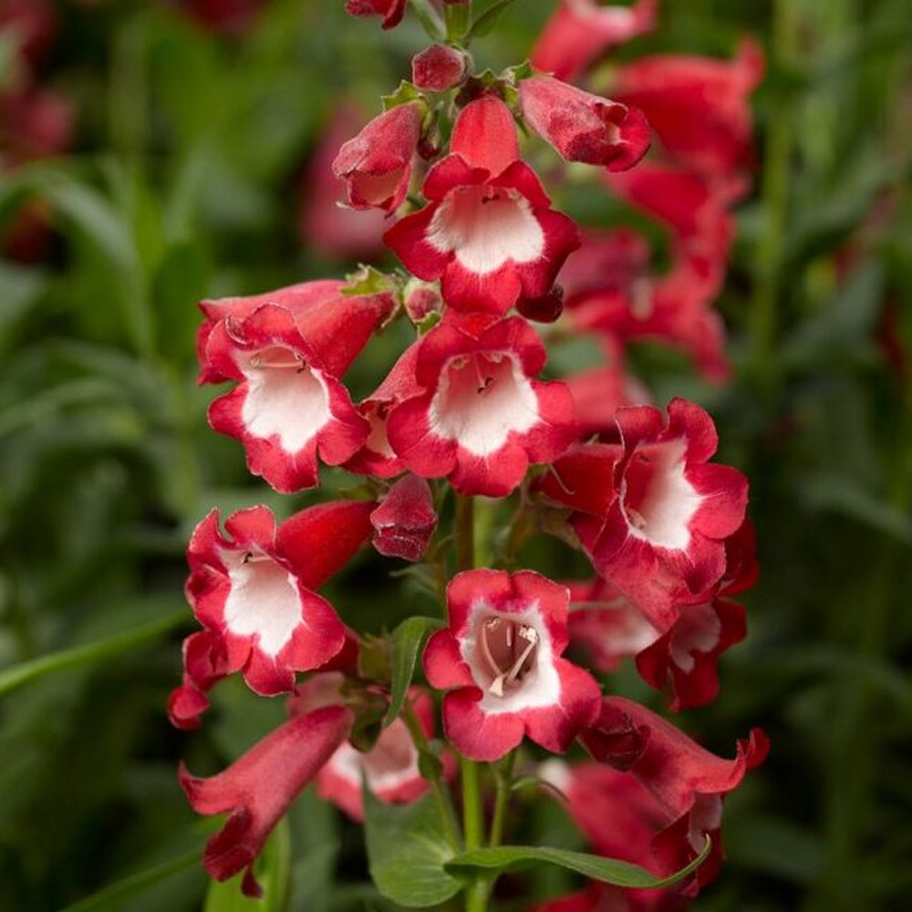 Penstemon 'Arabesque Red'