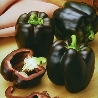 Sweet Pepper 'Sweetonia Chocolate'