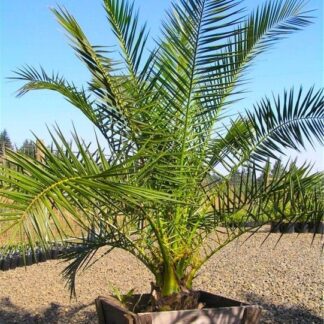 XXL 6-7ft Giant Phoenix Canariensis - Canary Island Date Palm - Large Patio Palm Trees Approx 180-220cm