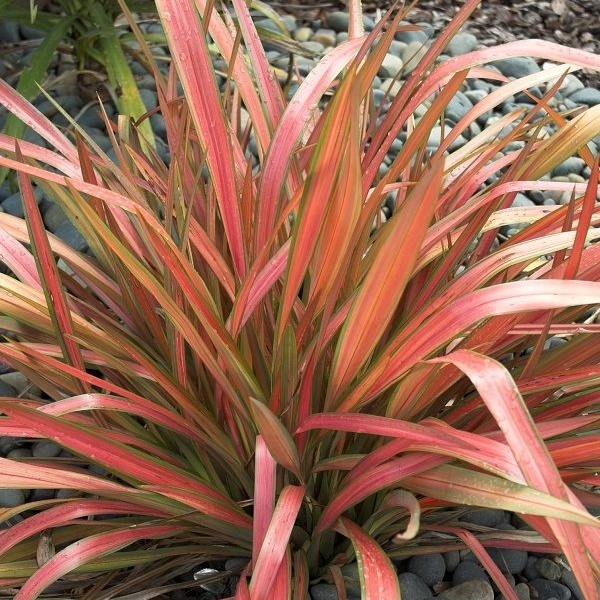 Phormium Jester