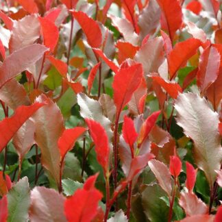 Large Photinia Fraseri Red Robin Shrub