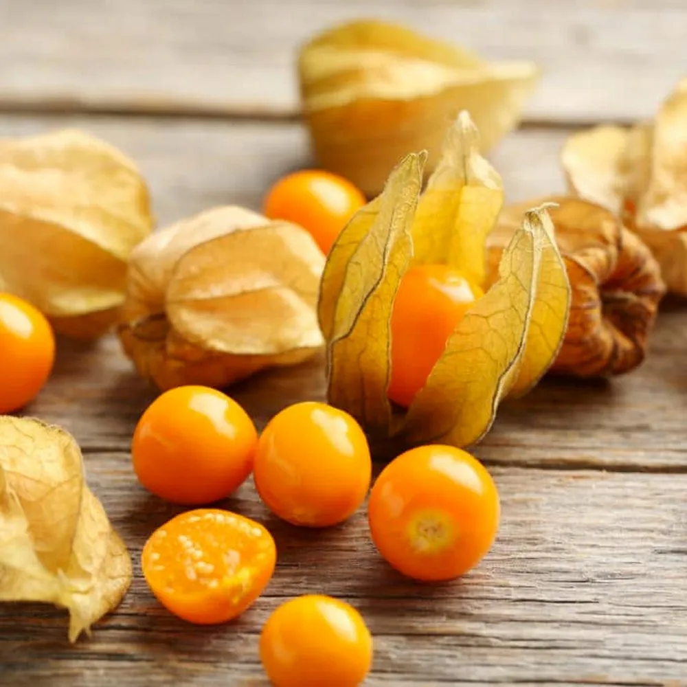 Cape Gooseberry Plant - Physalis Peruviana - Inca Berry or Cape Gooseberry
