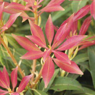 Pieris Forest Flame - Lily of The Valley Shrub - Extra Large Specimen