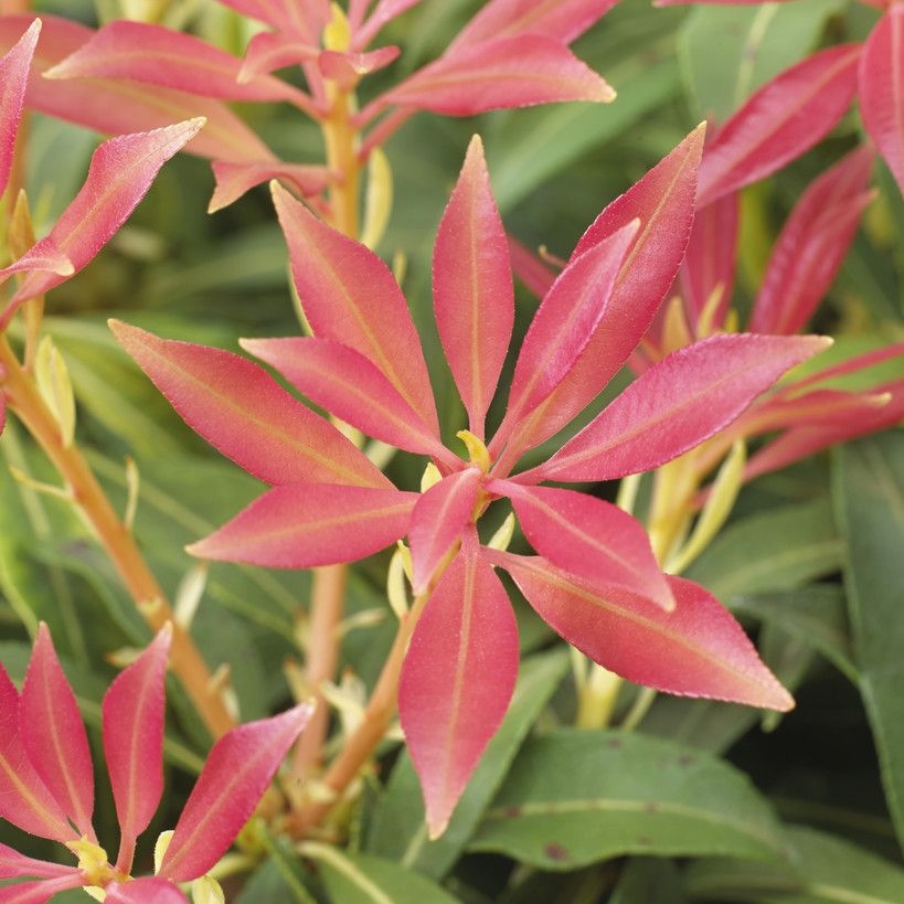 Pieris Forest Flame - Lily of The Valley Shrub - Extra Large Specimen