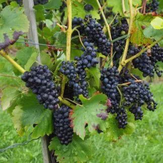 Noir Grape Vine - Vitis Vinifera - Black Grape