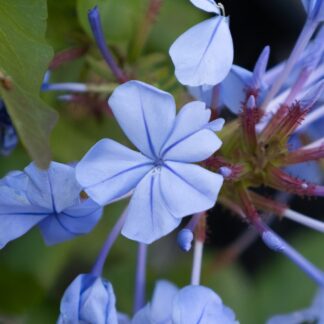 Plumbago Auriculata Azur