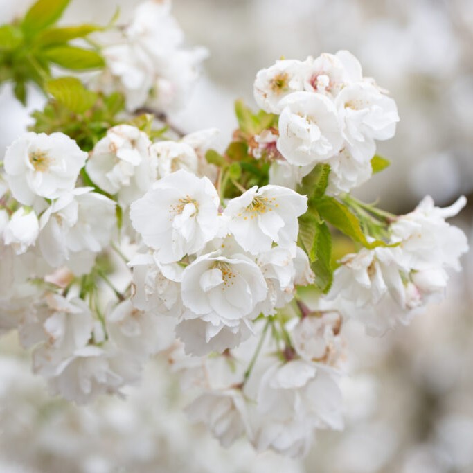 Prunus Shirotae - Cherry Blossom Tree