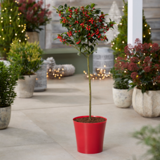 Red Plastic Plant Cover Pot - 9.5cm Diameter