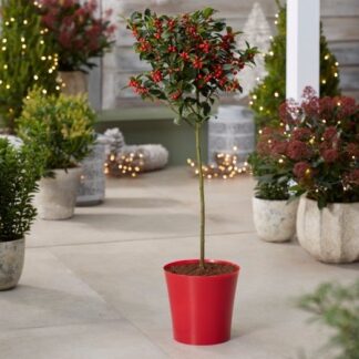 Medium Red Plastic Plant Cover Pot - 12.5cm Diameter