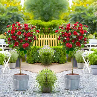 Pair of Patio Standard Red Flowering Garden Rose Trees Circa 100cm Tall - in Bud & Bloom
