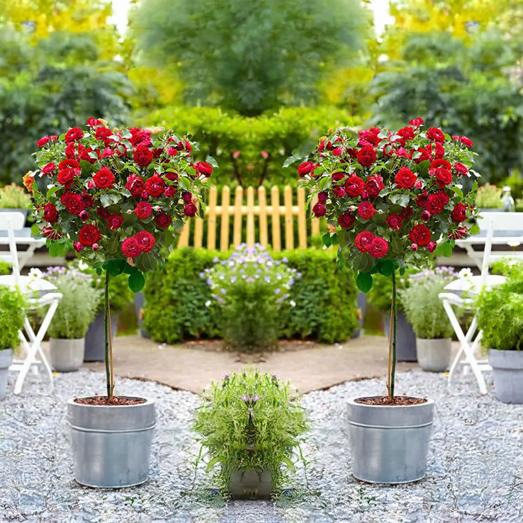Pair of Patio Standard Red Flowering Garden Rose Trees Circa 100cm Tall - in Bud & Bloom