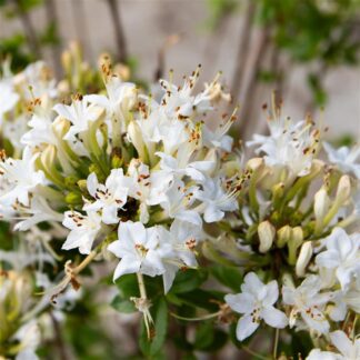 Azalea Mollis Viscosa - Knaphill Rhododendron