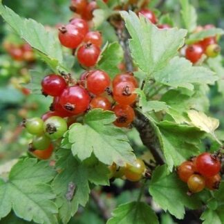 Ribes Alpinum 'Schmidt' - Alpine Currant