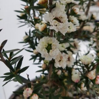 Leptospermum Scoparium Snow Flurry