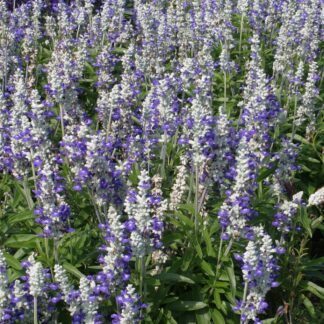 Salvia Farinacea Strata