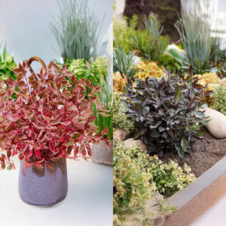 Cornus Duo Collection - Winter Dogwood Collection