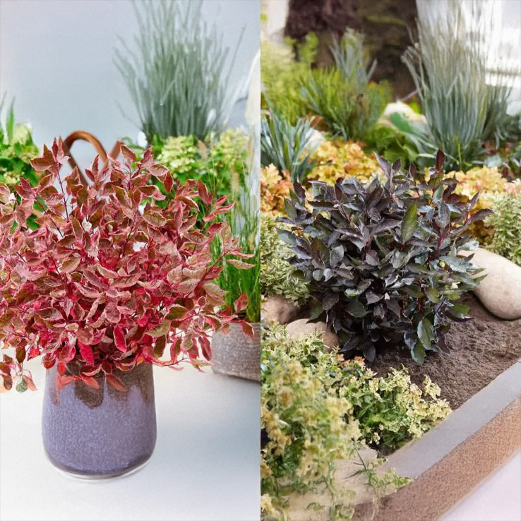 Cornus Duo Collection - Winter Dogwood Collection