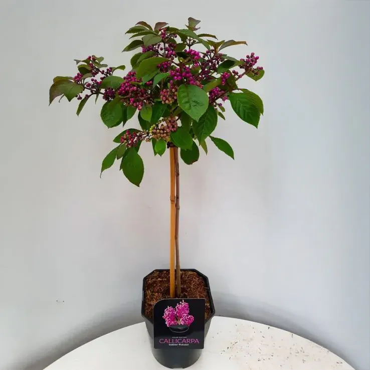 Callicarpa Bodinieri Profusion - Patio Standard Tree