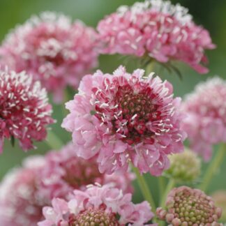 Scabiosa Salmon Queen - Pincushion Flower - Scabious