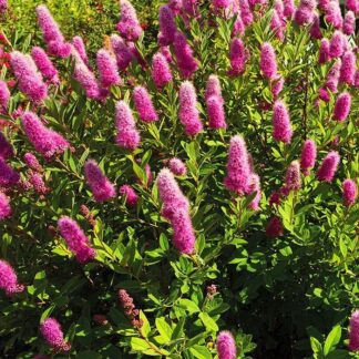 Spiraea x Billardii