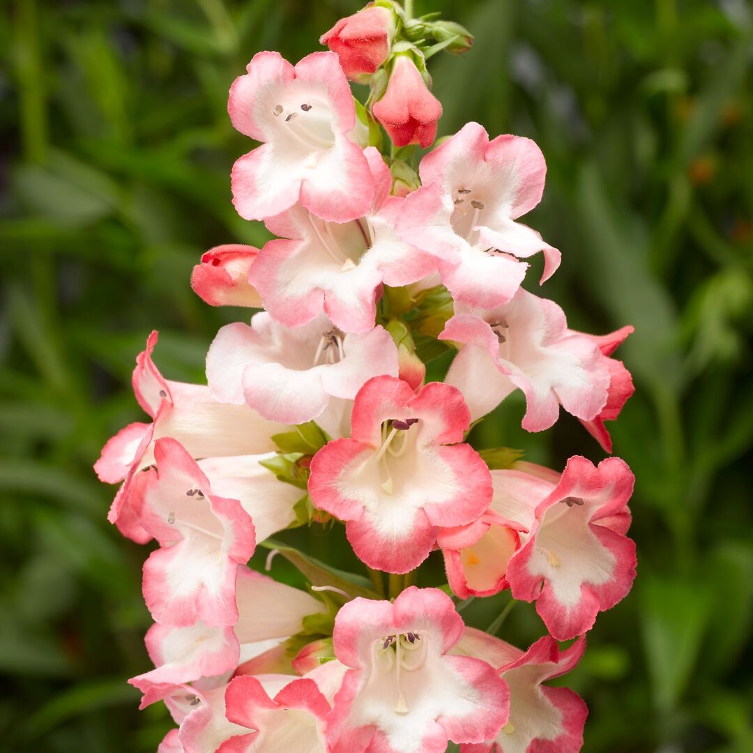 Penstemon 'Arabesque Pink'