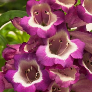 Penstemon 'Arabesque Violet'