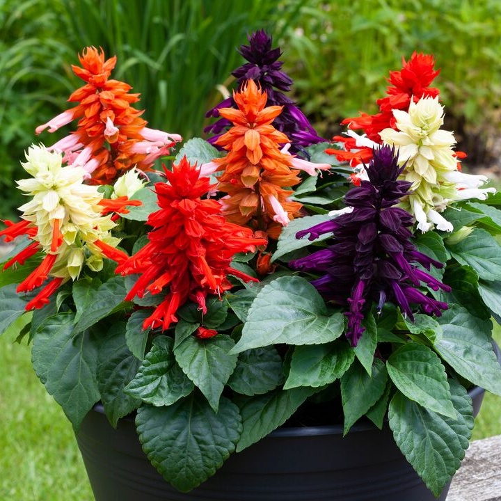 Salvia Splendens Mojave Mix