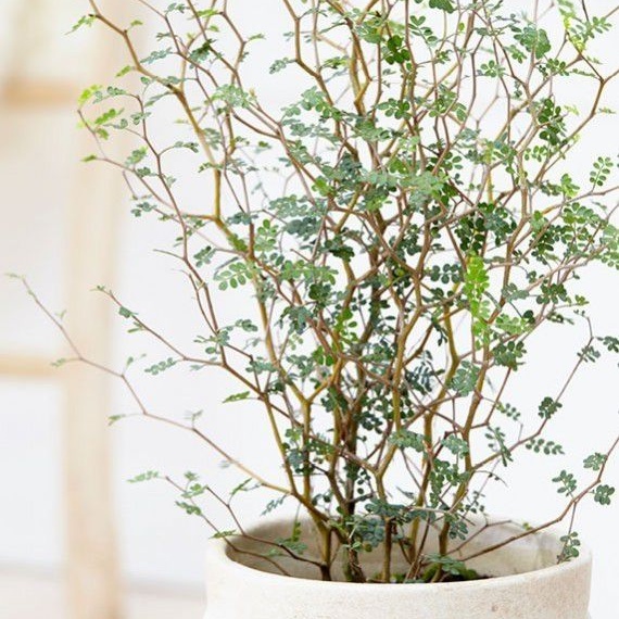 Sophora Little Baby