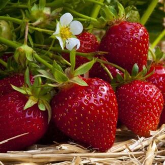 Large Hanging Basket - Strawberry Fresca in Hanging Pots - Everbearing Strawberry