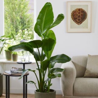 Rare - Strelitzia Nicolai - Large White Bird of Paradise Plant 130-150cm