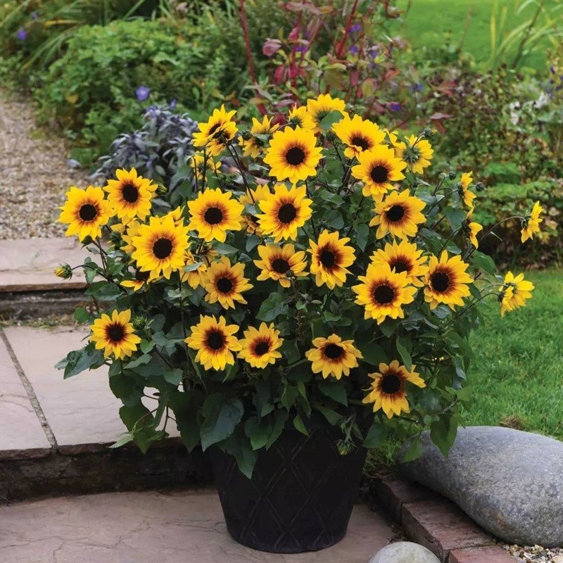Sunflower Sunbelievable Brown Eyed Girl - Helianthus - Sunflower in Bud & Bloom